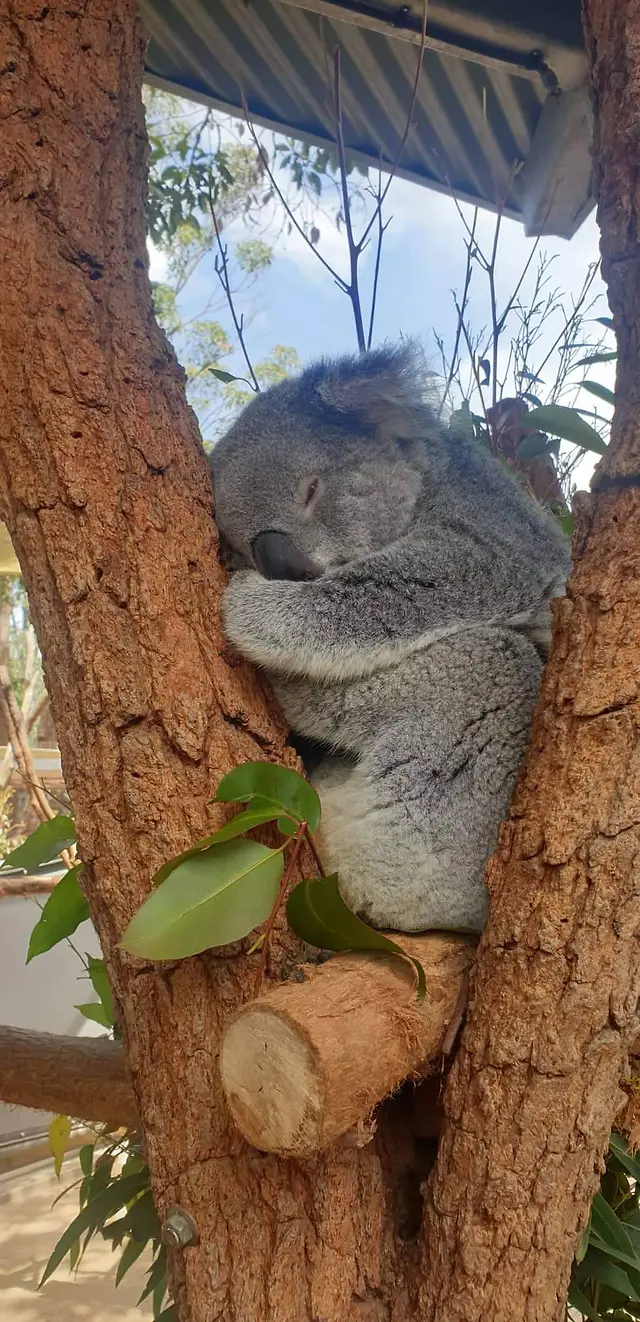 Koala