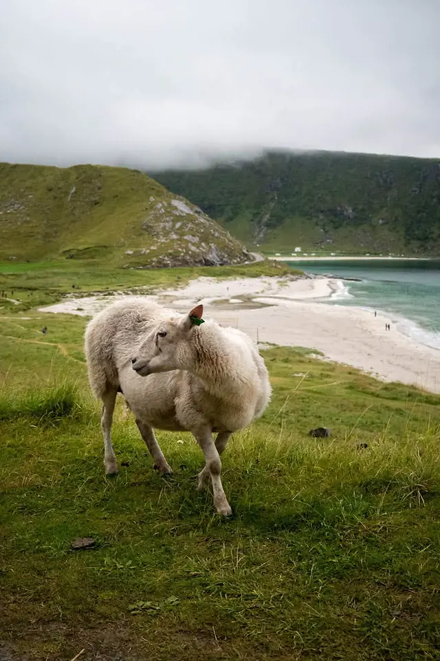 ČauTravel výlet Lofoty - za polárny kruh foto 30