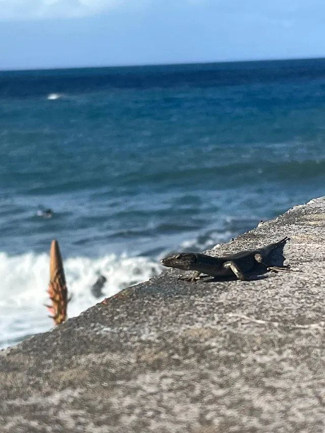 ČauTravel výlet Madeira - Ostrov večnej jari foto 27