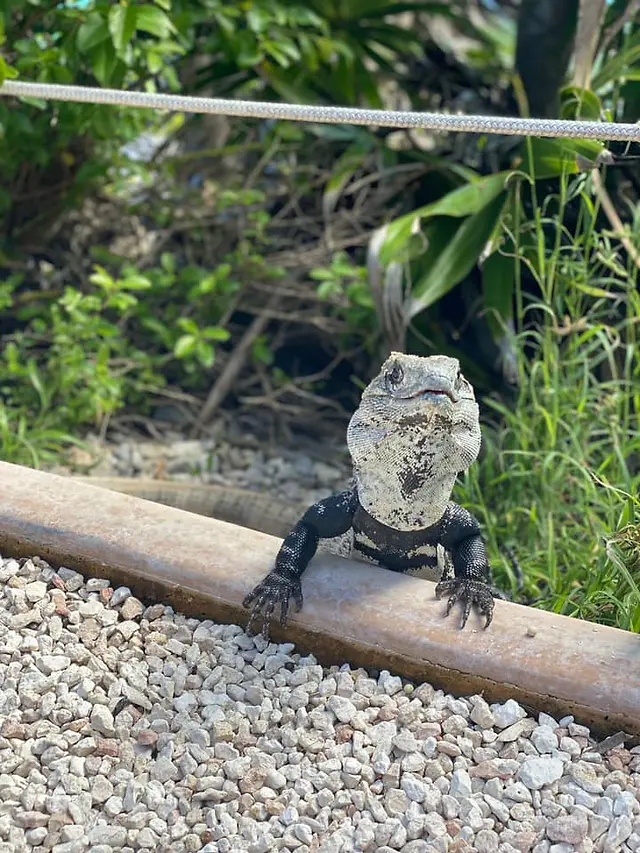 ČauTravel výlet Mexiko - Okruh Plameniak Veľká noc foto 30