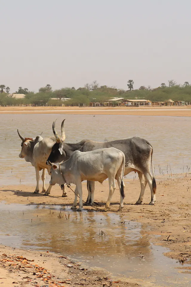 Senegal – Senegal – klenot západnej Afriky