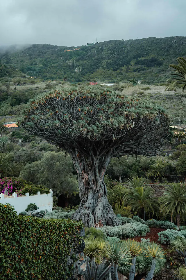 ČauTravel výlet Tenerife foto 6